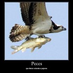 Desmotivaciones de Peces