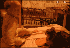 cat gato