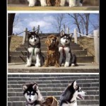 Desmotivaciones amistad de perros