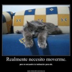 Desmotivaciones gatito necesita moverse
