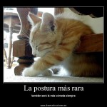 Desmotivaciones de Gatitos