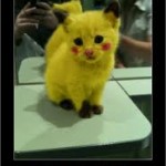Gatito pokemon